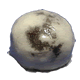 1005_shohin1